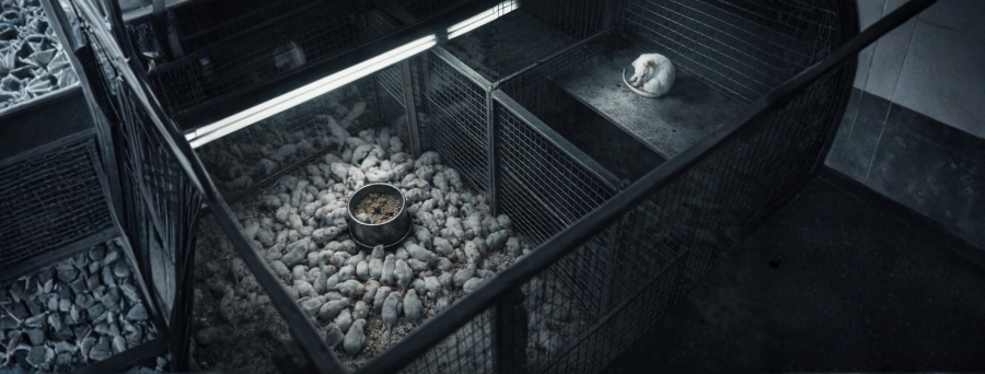 El Ed&eacute;n que se devor&oacute; a s&iacute; mismo: &iquest;Qu&eacute; fue el experimento Universo 25?