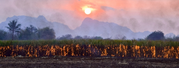Entre ca&ntilde;a