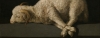 Agnus Dei